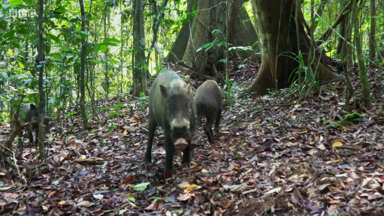 Bornean bearded pig (Sus barbatus barbatus) as shown in The Mating Game - Jungles: In the Thick of It
